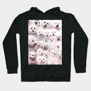 Bichons - Dogs Hoodie